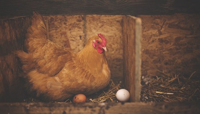 biblical meaning of chicken in a dream